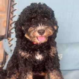 Boogie - Bernedoodle