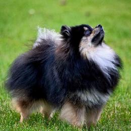 Wyatt - Pomeranian