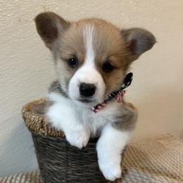PACEY - Sable male Pembroke Welsh Corgi puppy in Hinton, Oklahoma from Green Cloud Ranch