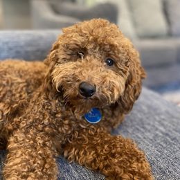 Milo - Poodle