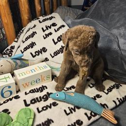 Brown - Brown male Chesapeake Bay Retriever puppy in Merlin, Oregon from Creekside Chesapeakes