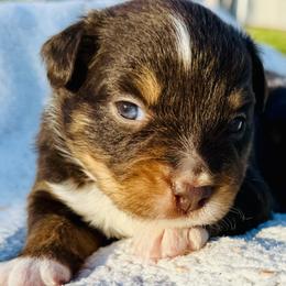 Ash - Red tri male Miniature Australian Shepherd puppy in Hempstead, Texas from Young Gun Aussies