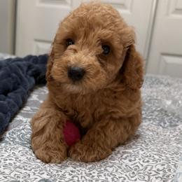 Goldendoodle puppies from Lindy’s Doodles