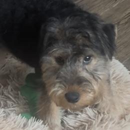 Polly - Black and tan female Welsh Terrier puppy in Park Rapids, Minnesota from Peggy’s Terriers