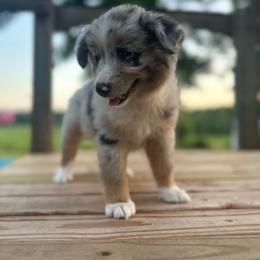 Liberty - Blue merle female Miniature Australian Shepherd puppy in Doddridge, Arkansas from Huddleston Farm