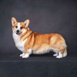 Bohdi - Pembroke Welsh Corgi