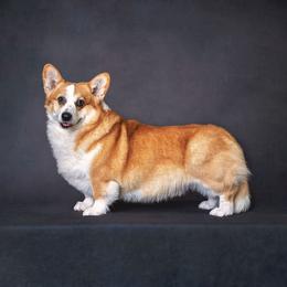 Bohdi - Pembroke Welsh Corgi