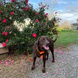 Della - Labrador Retriever