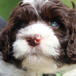 Portuguese Water Dog Puppies from Seawind Portuguese Water Dogs     (We have 2 females avaliable)