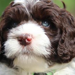Portuguese Water Dog Puppies from Seawind Portuguese Water Dogs     (We have 2 females avaliable)