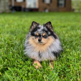 Pomeranians from J&A Poms