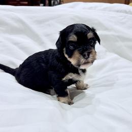 Purple Collar - Black and tan female Havanese puppy in Orange, California from Havanese Bragger’s