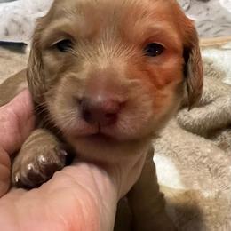 Girl 3 yellow collar - Cream female Dachshund puppy in Gulfport, Mississippi from Susan's Dachshunds