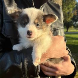 Ember - Blue female Pembroke Welsh Corgi puppy in Paxton, Illinois from McGovern Family Corgis