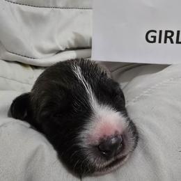 Anatolian Shepherd Dog Puppies from Florida Anatolian Shepherds