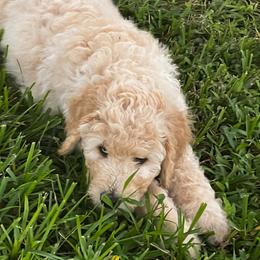 Brusier - Cream male Goldendoodle puppy in Tavares, Florida from Tracy's Goldendoodles