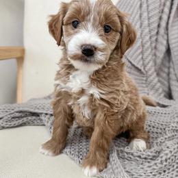 Brown collar boy - Red  male Goldendoodle puppy in Newcastle, Oklahoma from Ritzy Creek Doodles