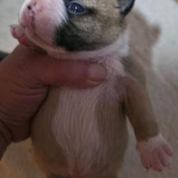 Alpha - Seal brindle and white male Boston Terrier puppy in Kingsport, Tennessee from Irish Heart Bostons