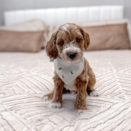 Rally - Red  male Goldendoodle puppy in Jamestown, Kentucky from Milk & Honey Doodles