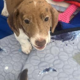 Dachshund Puppies from Treasure Valley Dachshunds