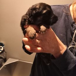 Girl2 - Black and tan female German Shepherd puppy in Nye, Montana from Duke AKC Shepherds