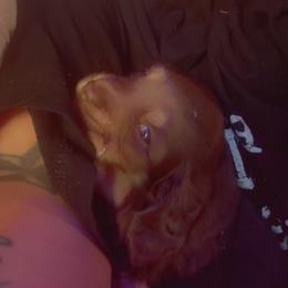 Spud - Chocolate and tan male Dachshund puppy in Richwood, West Virginia from Wild and Wonderful Wieners