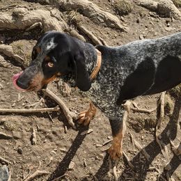 JUNO - Bluetick Coonhound