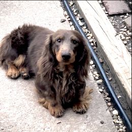 Snickers - Dachshund