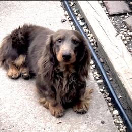 Snickers - Dachshund