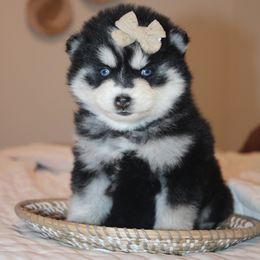 Tammy 1895 - Gray and white female Pomsky puppy in Apple Creek, Ohio from Kathryn Troyer