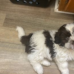 Shih Tzu Puppies from TACG