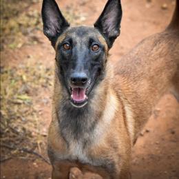 Quora - Belgian Malinois