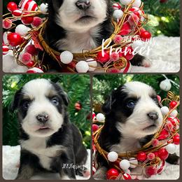 (6) Prancer, BTF - Red merle female Miniature American Shepherd puppy in Huntington, Texas from JKKJ Farms