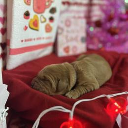 Mocha - Dark golden male Golden Retriever puppy in Sandy, Oregon from Treasured K-9s