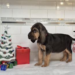 Bloodhounds from Treasures Kennels