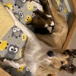 Collies and Pembroke Welsh Corgis from Terry Hansen's Collies & Corgis