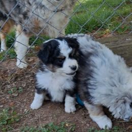 Toy Australian Shepherd Puppies from Honeybee Haven's Toy Aussies