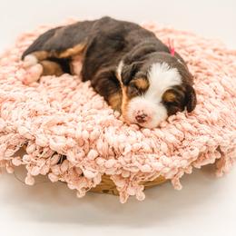 Meadow - Black rust and white female Bernese Mountain Dog puppy in Hudson, Indiana from TurkeyCreek-K9
