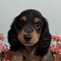 Ready NOW Black and tan Long hair Female - Black and tan female Dachshund puppy in Cutler Bay, Florida from Dadecounty’s Dachshunds