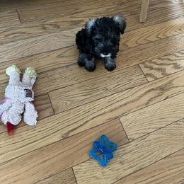 Miniature Schnauzer Puppies from Kani Miniature Schnauzers