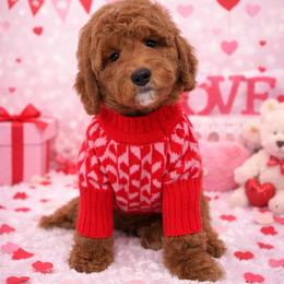 Ozzie - Red  male Goldendoodle puppy in Anaheim, California from Cuddle Bear Doodles