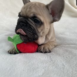 French Bulldog Puppies from Fabi's French Bulldogs