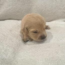 Cupid:Dark pink collar - Golden female Golden Retriever puppy in Monterey, Tennessee from Lawson’s Green Acres Goldens and Mini Dachshunds