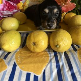 Girl 1 - Black and tan Dachshund puppy in Missoula, Montana from Rocky Mountain Dachshunds