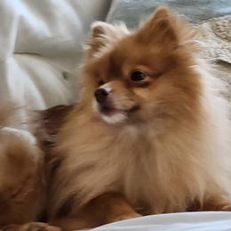 Pomeranian Puppies from BabyBooPoms