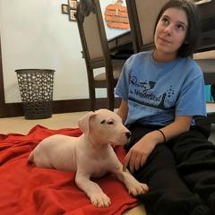Dogo Argentino Puppies from De la Fuerza de Dios