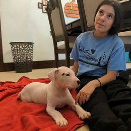 Dogo Argentino Puppies from De la Fuerza de Dios