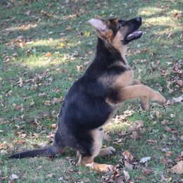 German Shepherd Puppies from Shepherd Station
