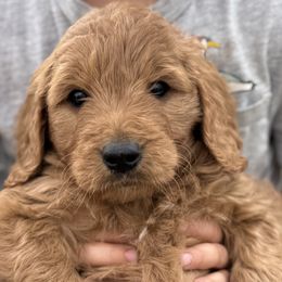 Blue - male Goldendoodle puppy in Pasco, Washington from Elm Road Farms