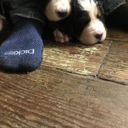 Bernedoodle and Bernese Mountain Dog Puppies from Aunt-T’s Australian Shepherds